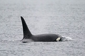 The 'ruthless' hunting strategy of orcas: they ram one of the heaviest fish with such force that it explodes