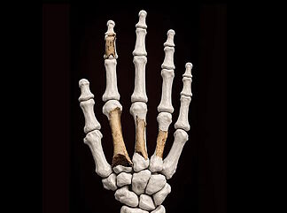 46,000-Year-Old Neanderthal Hand With Preserved DNA Unearthed in Northern Spain