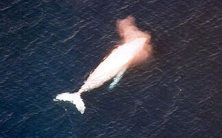 Search for a humpback whale entangled with a rope and a buoy