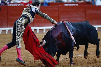 Roca Rey, seriously injured in Seville with a brutal 35-centimeter goring