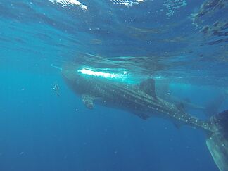 The whale shark and other warm-water fish are moving to the Strait of Gibraltar due to the tropicalization of the sea