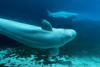 Canada gives conditional approval for Marineland to export remaining belugas to the U.S-
