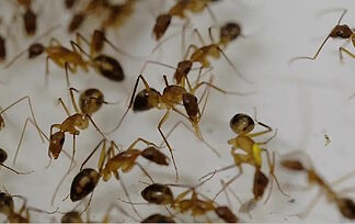 The owner of a two Michelin-starred restaurant could go to jail for using ants as decoration in a dessert