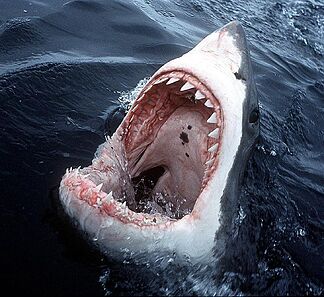 A white shark suddenly appears in the Mediterranean Sea